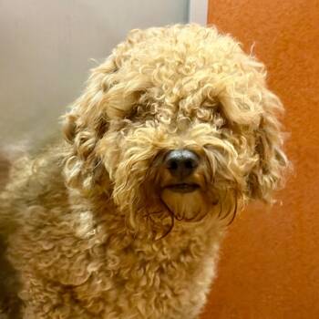 Sam - Missouri (S26-142) -  Miniature Poodle Dog for Adoption in Peyton, Colorado - Sam - Missouri (S26-142) | PetCurious
