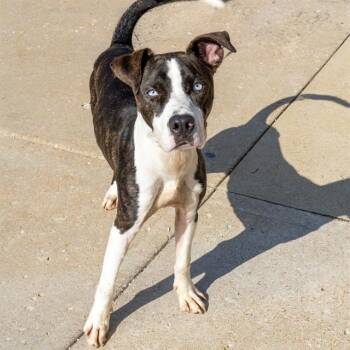 DRACO -  Pit Bull Terrier and Mixed Breed Dog for Adoption in St. Louis, Missouri - DRACO | PetCurious