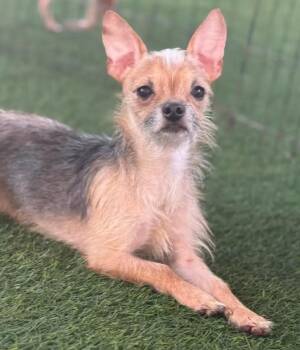 Rescue Chihuahua Dogs for Adoption in Vaughan, Ontario - Mohawk | PetCurious