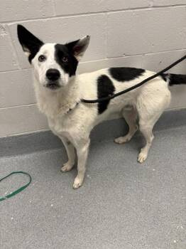 PIPPIN -  Border Collie Dog for Adoption in Indianapolis, Indiana - PIPPIN | PetCurious