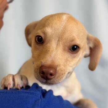 Bubbles -  Black Mouth Cur Dog for Adoption in Goleta, California - Bubbles | PetCurious