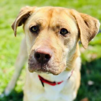 Golden Retriever and Labrador Retriever Dogs Available for Adoption - Sunny  | PetCurious