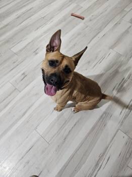 Rescue American Staffordshire Terrier and Black Mouth Cur Dogs for Adoption in Mesa, Arizona - Happy Snaps | PetCurious