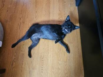 Brussels Griffon Dogs Available for Adoption in Youngsville, North Carolina - Calypso | PetCurious
