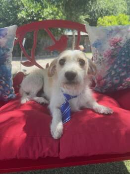Sully -  Terrier Dog for Adoption in Temecula, California - Sully | PetCurious