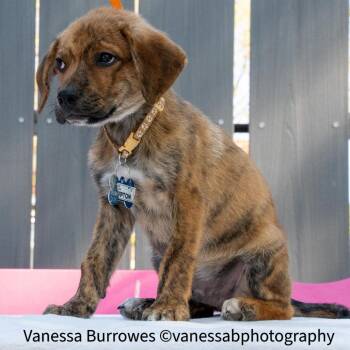 Hound Dogs Available for Adoption in Wake Forest, North Carolina - Compton | PetCurious