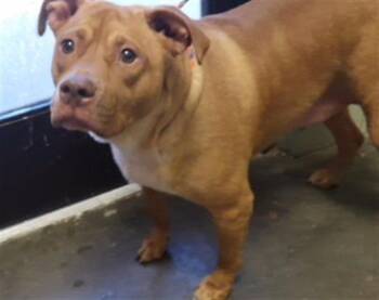 MAXIMO -  Pit Bull Terrier and Mixed Breed Dog for Adoption in Tulsa, Oklahoma - MAXIMO | PetCurious