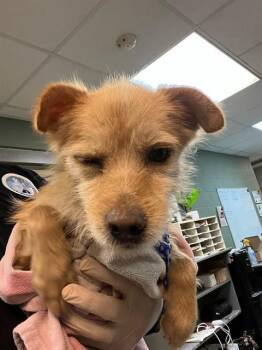 FELIX -  Mixed Breed Dog for Adoption in Jacksonville, Florida - FELIX | PetCurious