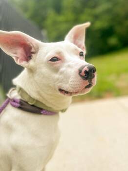 Terrier Dogs Available for Adoption in Springfield, Tennessee - Luna | PetCurious