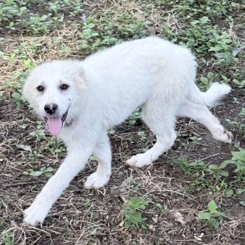 Winifred -  Great Pyrenees Dog for Adoption in Olive Branch, Mississippi - Winifred | PetCurious