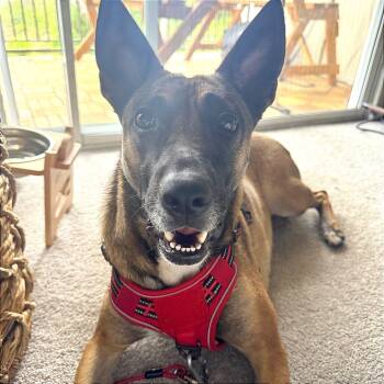 Rescue Shepherd Dogs for Adoption in San Diego, California - Fresa | PetCurious