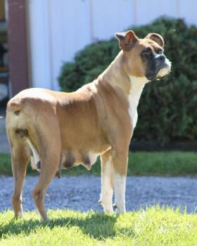 Boxer Dogs Available for Adoption in Monticello, New York - Sheela | PetCurious