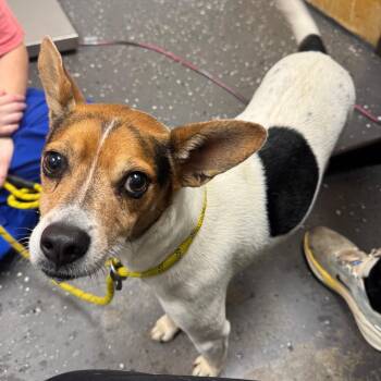 Brownie -  Mixed Breed Dog for Adoption in Columbiana, Alabama - Brownie | PetCurious