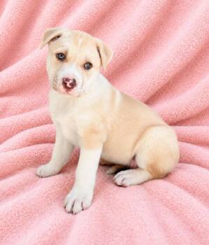 Debbi -  Husky and Pit Bull Terrier Dog for Adoption in Lathrop, California - Debbi | PetCurious