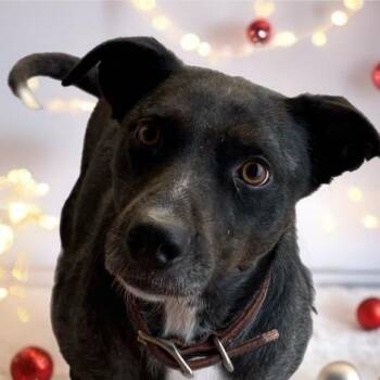 Labrador Retriever Dogs Available for Adoption - KEARNEY | PetCurious