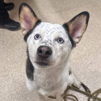 Husky and Cattle Dog Dogs Available for Adoption - Astro | PetCurious