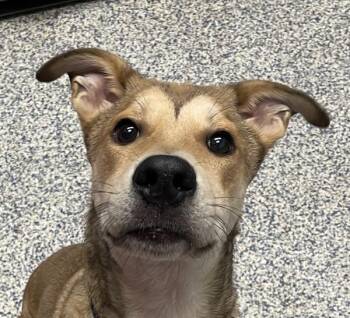 Tot -  Siberian Husky Dog for Adoption in Golden, Colorado - Tot | PetCurious