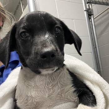 Bandit -  Labrador Retriever and Mixed Breed Dog for Adoption in Richmond Hill, Georgia - Bandit | PetCurious