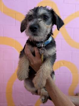 Joe -  Terrier and Dachshund Dog for Adoption in Pasadena, California - Joe | PetCurious