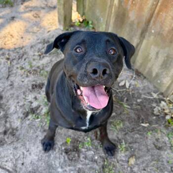 Buddy -  Mixed Breed Dog for Adoption in Milton, Florida - Buddy | PetCurious
