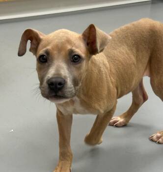Marney -  Labrador Retriever Dog for Adoption in Hartsville, South Carolina - Marney | PetCurious