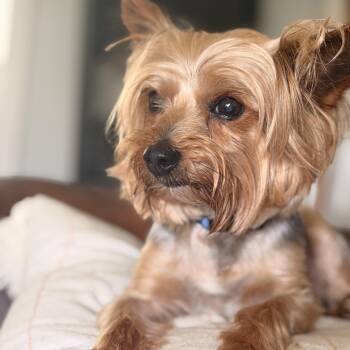 Duke -  Yorkshire Terrier Dog for Adoption in Wilmington, Illinois - Duke | PetCurious