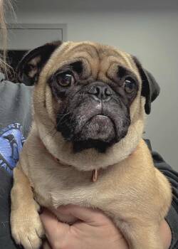 Rescue Pug Dogs for Adoption in Watertown, Wisconsin - Bella | PetCurious