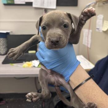 Experiment 626 -  Mixed Breed Dog for Adoption in Columbiana, Alabama - Experiment 626 | PetCurious