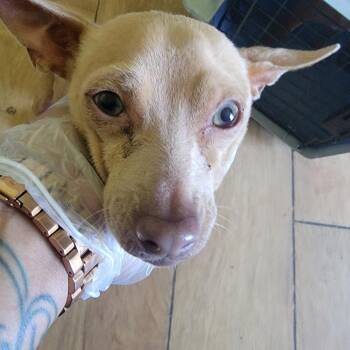 Ozwald -  Mixed Breed Dog for Adoption in Leander, Texas - Ozwald | PetCurious