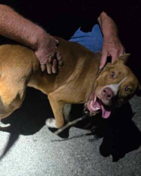 A823308 -  American Staffordshire Terrier Dog for Adoption in San Antonio, Texas - A823308 | PetCurious