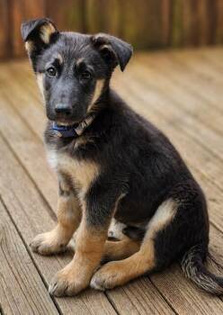 German Shepherd Dog Dogs Available for Adoption in Seattle, Washington - Beck | PetCurious