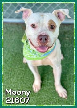 MOONY -  American Bully Dog for Adoption in Marietta, Georgia - MOONY | PetCurious
