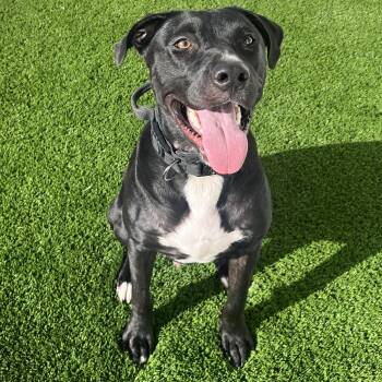 Ransom -  Labrador Retriever Dog for Adoption in Krum, Texas - Ransom | PetCurious