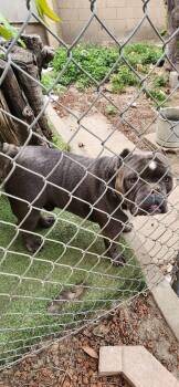 Big Bully- Owner passed- Rescues or Adopters -  American Bully Dog for Adoption in Torrance, California - Big Bully- Owner Passed- Rescues Or Adopters | PetCurious