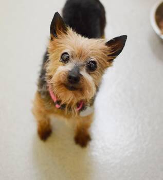 Bella -  Yorkshire Terrier Dog for Adoption in Pontiac, Michigan - Bella | PetCurious