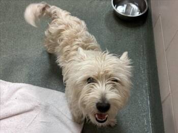 A176648 -  Mixed Breed Dog for Adoption in Santa Fe, New Mexico - A176648 | PetCurious