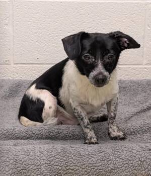 Bryan -  Chihuahua Dog for Adoption in Weare, New Hampshire - Bryan | PetCurious
