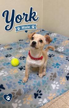 York -  Chihuahua Dog for Adoption in Douglas, Massachusetts - York | PetCurious
