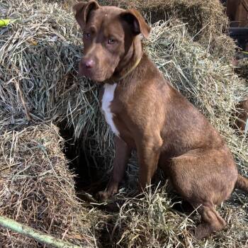 Chet -  Mixed Breed and Great Dane Dog for Adoption in Marengo, Illinois - Chet | PetCurious