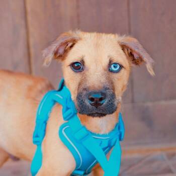Kody -  Australian Shepherd and Labrador Retriever Dog for Adoption in San Diego, California - Kody | PetCurious