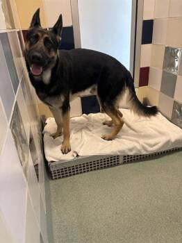 Big Mac A220918 -  German Shepherd Dog Dog for Adoption in Plano, Texas - Big Mac A220918 | PetCurious
