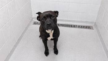 American Staffordshire Terrier and Mixed Breed Dogs Available for Adoption in Winter Haven, Florida - ACE | PetCurious