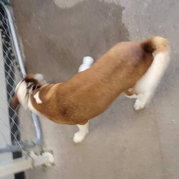 Koda -  Mixed Breed Dog for Adoption in Las Cruces, New Mexico - Koda | PetCurious