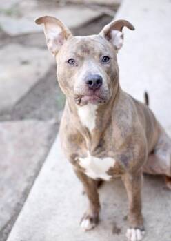 Pit Bull Terrier and Mixed Breed Dogs Available for Adoption - Astro | PetCurious