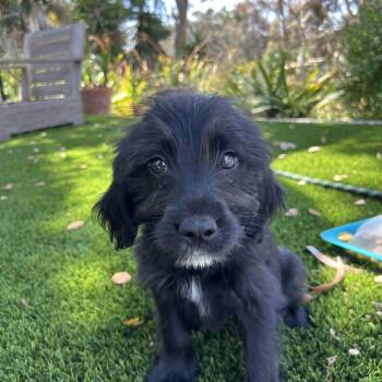 Schnoodle Dogs Available for Adoption in San Diego, California - Sunny  | PetCurious