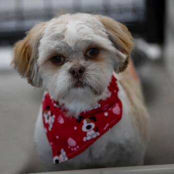 Shih Tzu Dogs Available for Adoption - Gus (F26-46) | PetCurious