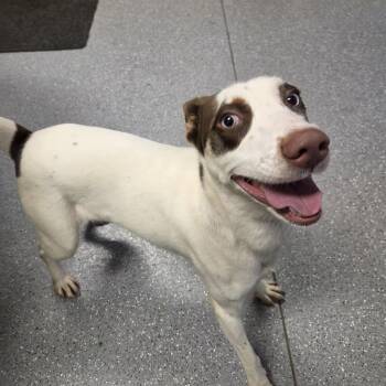 Nova -  Australian Shepherd Dog for Adoption in Watertown, New York - Nova | PetCurious
