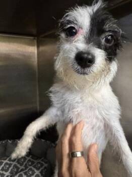 DeVille -  Shih Tzu and Mixed Breed Dog for Adoption in New Orleans, Louisiana - DeVille | PetCurious