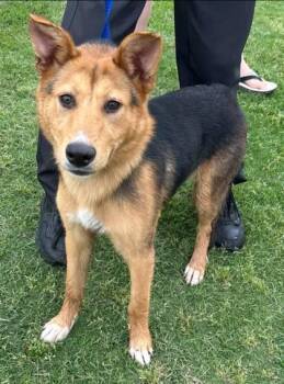 Davis -  Shepherd and Mixed Breed Dog Available for Adoption in West Memphis, Arkansas - Davis | PetCurious