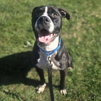 Bubba -  Pit Bull Terrier Dog for Adoption in Champaign, Illinois - Bubba | PetCurious